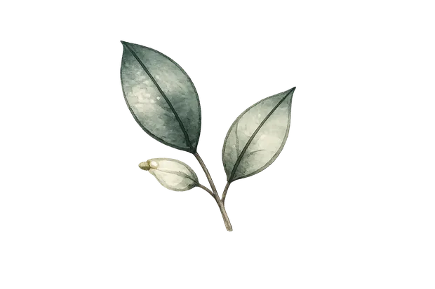 Watercolour eucalyptus leaves