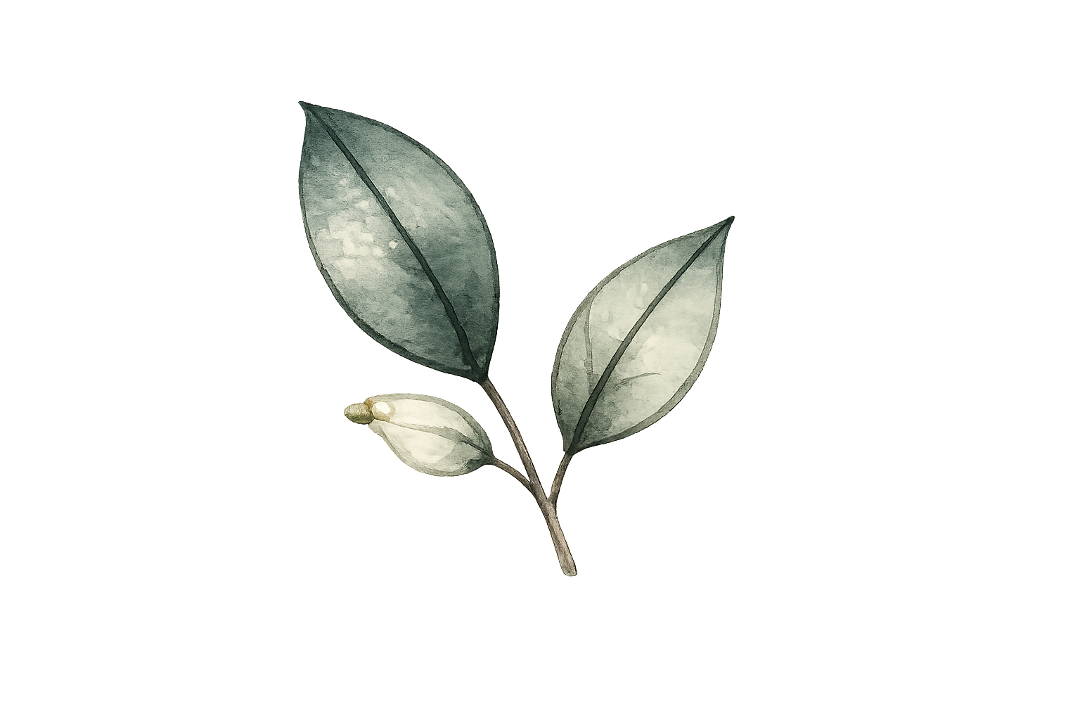 Watercolour eucalyptus leaves